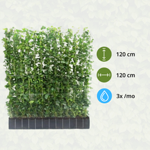 Buitenplant - Hedera hibernica - Klimop Kant-en-Klaar Haag - Breedte ↔ 120cm Hoogte ↕ 120cm