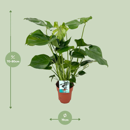 Kamerplant - Monstera Deliciosa - Pot Ø 19cm Hoogte ↕ 60cm