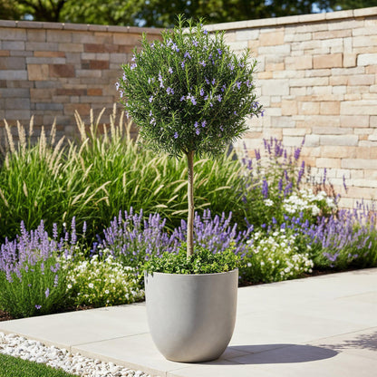 Buitenplant - Rosmarinus officinalis op stam - Winterhard - Pot Ø 19cm Hoogte ↕ 90cm