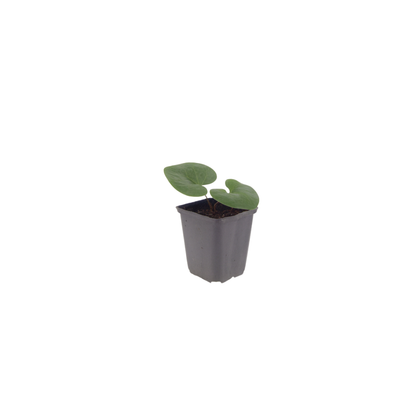 Buitenplant 48x Asarum europaeum - Pot Ø 9cm Hoogte ↕ 10-25cm