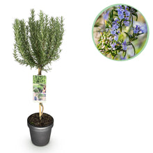 Buitenplant - Rosmarinus officinalis op stam - Winterhard - Pot Ø 19cm Hoogte ↕ 90cm