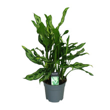 Kamerplant - Aglaonema Maria - Pot Ø 17cm Hoogte ↕ 55cm