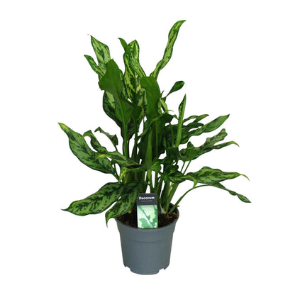 Kamerplant - Aglaonema Maria - Pot Ø 17cm Hoogte ↕ 55cm
