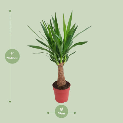 Kamerplant - Yucca Maya Tree - Pot Ø 19cm Hoogte ↕ 80cm