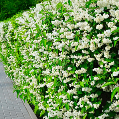 Buitenplant - Philadelphus 'Snowbelle' - Bloeiend - Pot Ø 17cm Hoogte ↕ 45cm