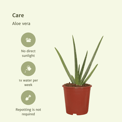 Kamerplant 2x Aloe Vera - Succulent - Pot Ø 12cm Hoogte ↕ 40cm