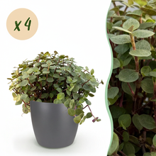 Kamerplant 4x Callisia repens - Pot Ø 12cm Hoogte ↕ 17-20cm