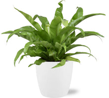 Kamerplant - Asplenium Antiquum - Pot Ø 17cm Hoogte ↕ 45cm