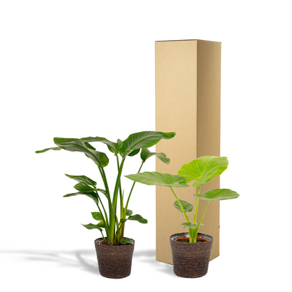 Kamerplant set - Strelitzia Nicolai + Alocasia Macrorrhiza - Met mand - Pot Ø 19cm