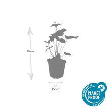 Buitenplant 12x Anemone hyb. 'Honorine Jobert' - Bloeiend - Pot Ø 9cm Hoogte ↕ 10-25cm
