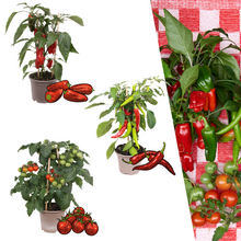 Buitenplant - Rode plukgroente mix - Cherry tomaat, Snack paprika & Hete peper - Pot Ø 14cm Hoogte ↕ 45cm