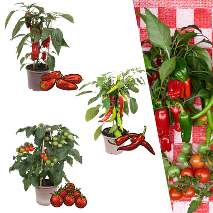 Buitenplant - Rode plukgroente mix - Cherry tomaat, Snack paprika & Hete peper - Pot Ø 14cm Hoogte ↕ 45cm