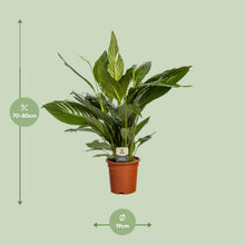 Kamerplant - Spathiphyllum Bingo Cupido - Luchtzuiverend - Pot Ø 19cm Hoogte ↕ 80cm