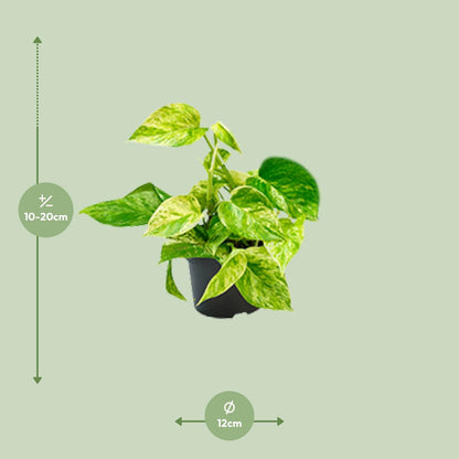 Kamerplant - Epipremnum Marble Queen (Scindapsus) - Pot Ø 15cm Hoogte ↕ 25cm