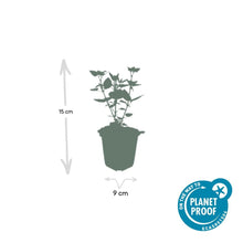Buitenplant 60x Agastache 'Blue Fortune' - Bloeiend - Pot Ø 9cm Hoogte ↕ 10-25cm