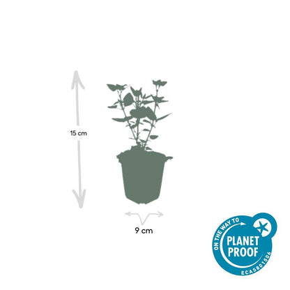 Buitenplant 60x Agastache 'Blue Fortune' - Bloeiend - Pot Ø 9cm Hoogte ↕ 10-25cm