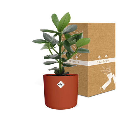 Kamerplant - Clusia Princess - Inclusief sierpot - Pot Ø 14cm