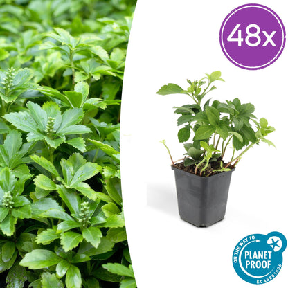 Buitenplant 48x Pachysandra terminalis 'Green Carpet' - Bodembedekker - Pot Ø 9cm Hoogte ↕ 10-25cm
