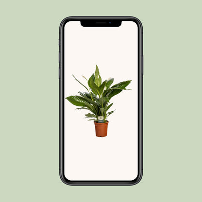 Kamerplant - Spathiphyllum Bingo Cupido - Luchtzuiverend - Pot Ø 19cm Hoogte ↕ 80cm