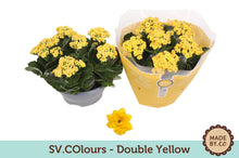 Kamerplant - Kalanchoe Double Yellow - Pot Ø 23cm Hoogte ↕ 27cm