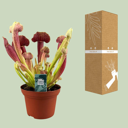 Kamerplant - Sarracenia Barba - Pot Ø 12cm Hoogte ↕ 25cm