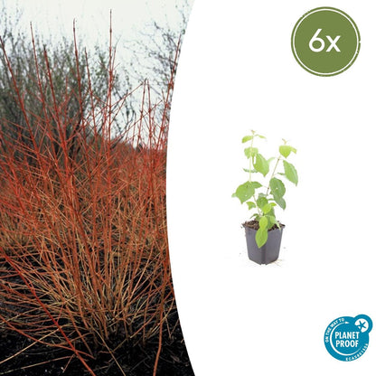 Buitenplant 6x Cornus sang. 'Midwinter Fire' - Pot Ø 9cm Hoogte ↕ 10-25cm
