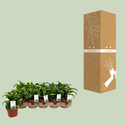 Kamerplant - Dracaena Tornado - Pot Ø 12cm Hoogte ↕ 22cm