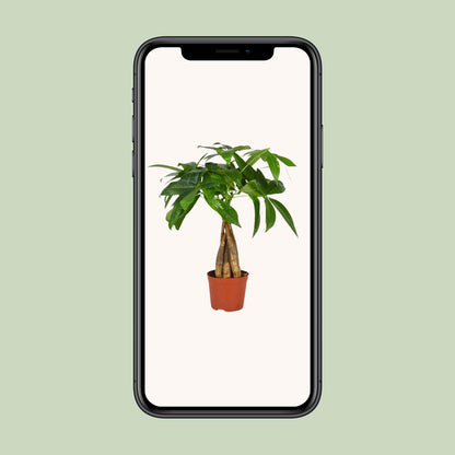 Kamerplant - Pachira Aquatica - Hoogte ↕ 35-160cm