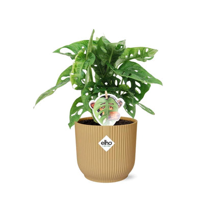 Kamerplant - Monstera 'Monkey Leaf' - Pot Ø 14cm