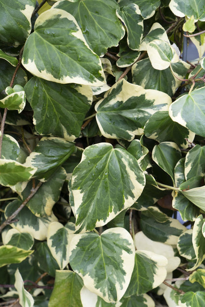 Buitenplant - Hedera colchica 'Dentata Variegata' - Klimplant - Pot Ø 15cm Hoogte ↕ 65cm