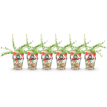 Buitenplant 6x Vaccinium macrophylla 'Early Black' - Winterhard - Pot Ø 9cm Hoogte ↕ 15cm