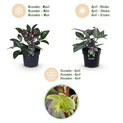 Buitenplant 2x Helleborus lividus 'Purple Marble' - Groenblijvend - Pot Ø 14cm Hoogte ↕ 35cm