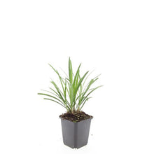 Buitenplant 24x Liriope muscari 'Ingwersen' - Pot Ø 9cm Hoogte ↕ 10-25cm