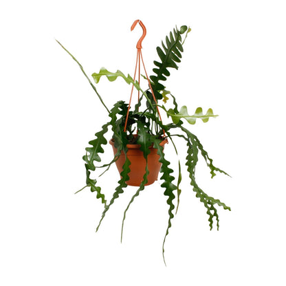 Kamerplant - Epiphyllum Anguliger (Zaagcactus) - Pot Ø 17cm Hoogte ↕ 35cm