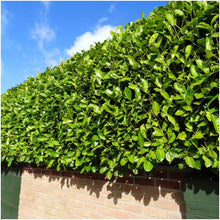 Buitenplant 6x Prunus laurocerasus 'Novita' - Winterhard - Haagplant groenblijvend