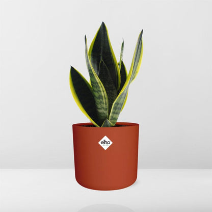 Kamerplant - Sansevieria Futura Superba - Pot Ø 14cm