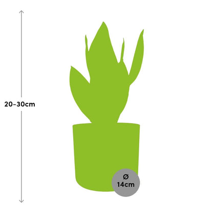 Kamerplant - Sansevieria Futura Superba - Pot Ø 14cm