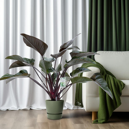 Kamerplant - Philodendron Red Beauty - Luchtzuiverend - Pot Ø 27cm Hoogte ↕ 60cm