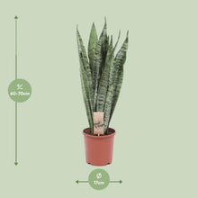 Kamerplant - Sansevieria Zeylanica - Pot Ø 17cm Hoogte ↕ 70cm