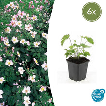 Buitenplant 6x Anemone tomentosa 'Robustissima' - Bloeiend - Pot Ø 9cm Hoogte ↕ 10-25cm