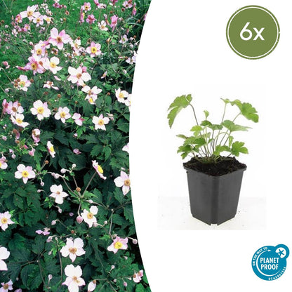 Buitenplant 6x Anemone tomentosa 'Robustissima' - Bloeiend - Pot Ø 9cm Hoogte ↕ 10-25cm