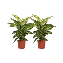 Kamerplant 2x Dieffenbachia Mars - Pot Ø 17cm Hoogte ↕ 50cm