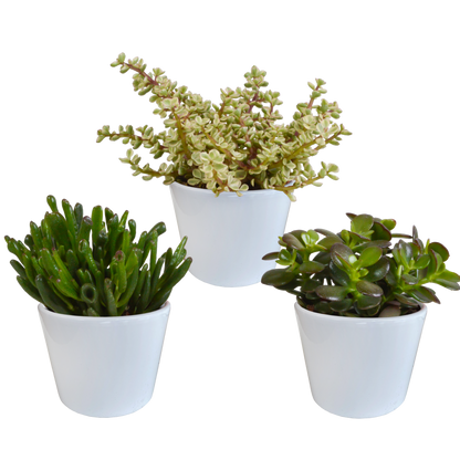 Kamerplant 3x Crassula mix - Pot Ø 10,5cm