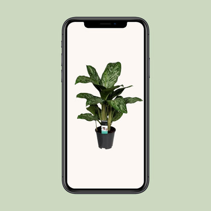Kamerplant - Aglaonema Greenlight - Pot Ø 17cm Hoogte ↕ 60cm
