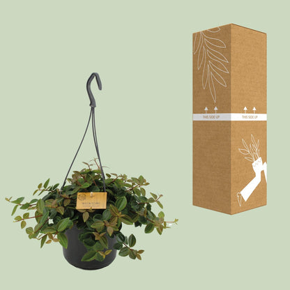 Kamerplant - Peperomia Angulata 'Rocca Scuro' - Pot Ø 15cm Hoogte ↕ 25cm