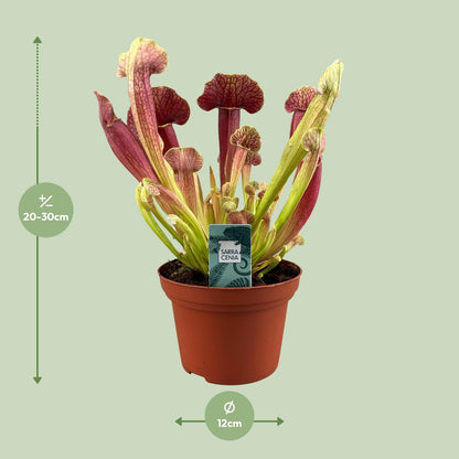Kamerplant - Sarracenia Barba - Pot Ø 12cm Hoogte ↕ 25cm