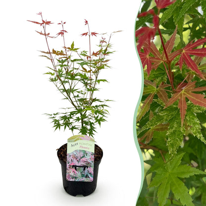 Buitenplant - Acer palmatum Phoenix - Winterhard - Pot Ø 19cm Hoogte ↕ 70cm