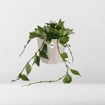 Kamerplant - Hoya Krohniana Eskimo - Pot Ø 14cm