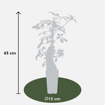 Buitenplant - Parthenocissus henryana - Chinese Wilde Wingerd - Pot Ø 15cm Hoogte ↕ 65cm