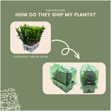 Buitenplant 12x Euonymus 'Green Spire' - Pot Ø 7cm Hoogte ↕ 15cm